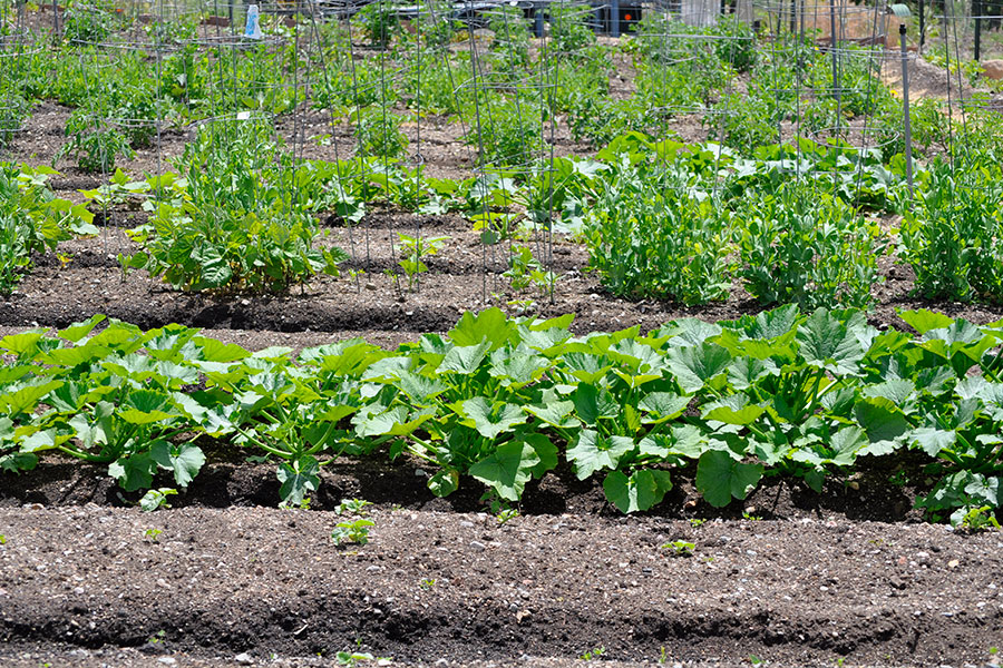 garden cucumbers