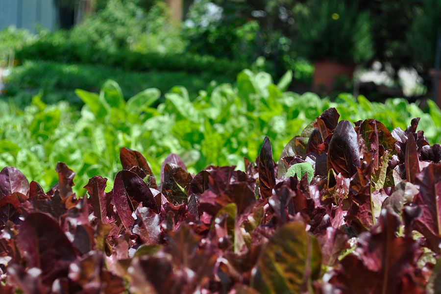 garden lettuces