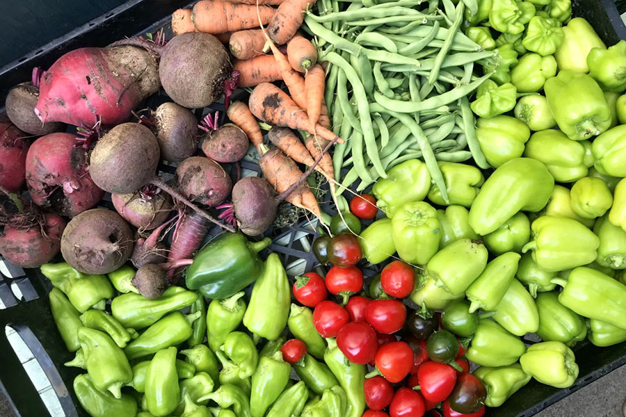 Greenbriar garden harvest