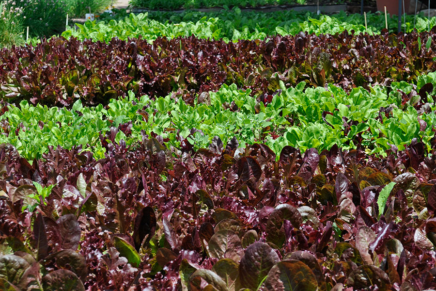 Greenbriar garden lettuces