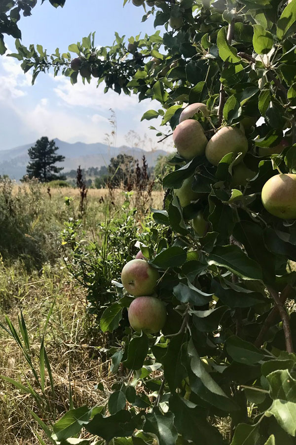 Greenbriar apple orchard