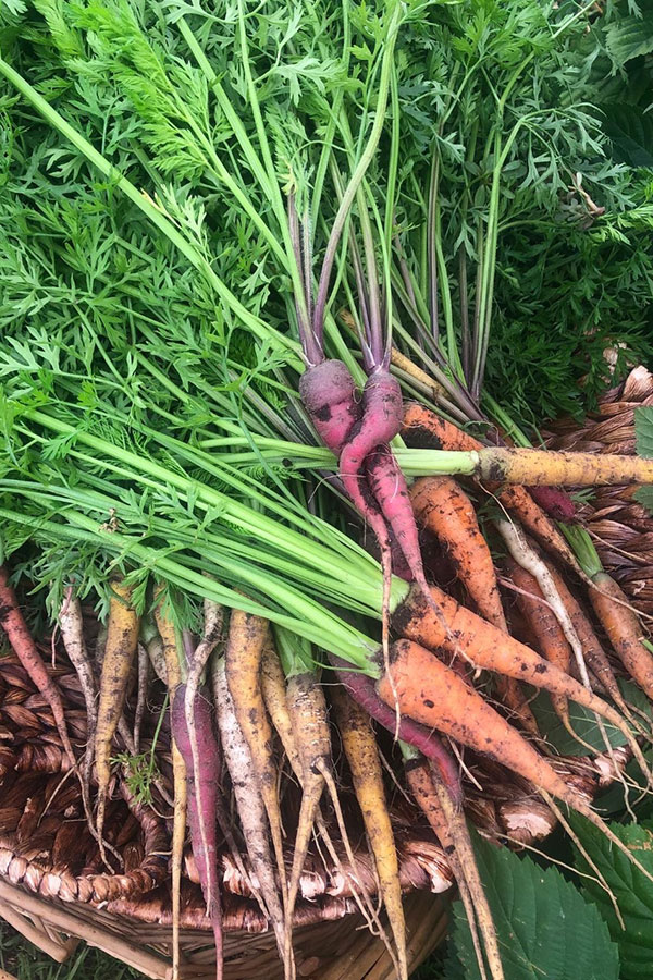 Greenbriar garden carrots